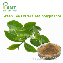 Polvo de extracto de té verde antioxidante natural